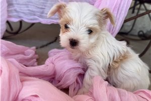 Maggie - puppy for sale