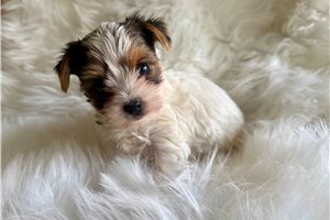Texie - Yorkshire Terrier - Yorkie for sale