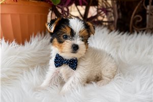 Tucker - Yorkshire Terrier - Yorkie for sale
