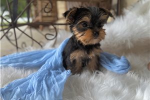 Jett - Yorkshire Terrier - Yorkie for sale