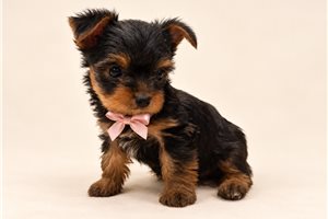 Sable Noir - puppy for sale