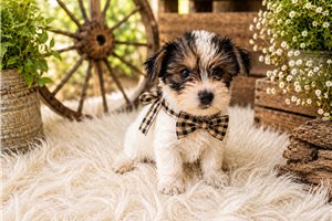 Sawyer - puppy for sale