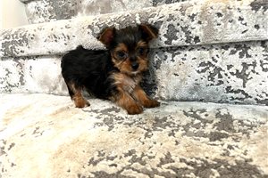 Bray - puppy for sale
