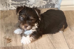 Olivia - Yorkshire Terrier - Yorkie for sale