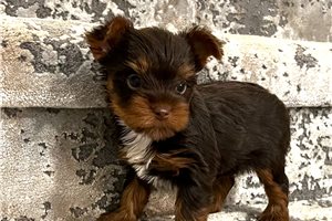 Tiki - puppy for sale