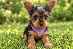 Juniper Belle - Yorkie for sale