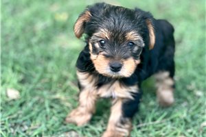 Buckles - Yorkshire Terrier - Yorkie for sale