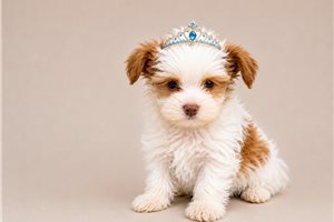 Honey Belle - Yorkshire Terrier - Yorkie for sale