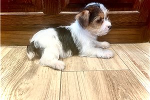 Allie - Yorkshire Terrier - Yorkie for sale