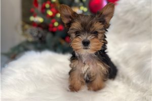 River - Yorkshire Terrier - Yorkie for sale