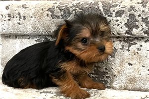 Briggs - Yorkshire Terrier - Yorkie for sale