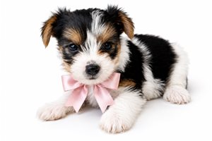 Emmy Lou - puppy for sale