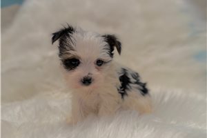 Banks - Yorkshire Terrier - Yorkie for sale
