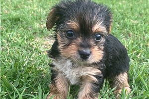 Gina - Yorkshire Terrier - Yorkie for sale