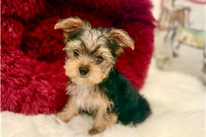 Bronco - Yorkshire Terrier - Yorkie for sale