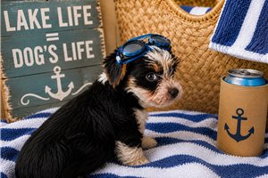 Onxy Blue - Yorkshire Terrier - Yorkie for sale