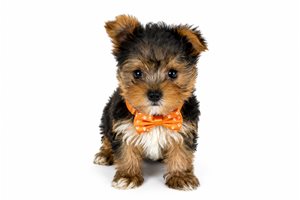 Oliver Knox - Yorkshire Terrier - Yorkie for sale