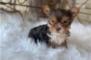 Swayzee - Yorkshire Terrier - Yorkie for sale
