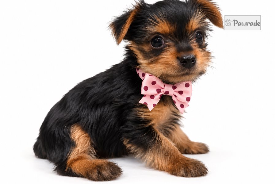 Sassy Rose - Yorkshire Terrier for sale