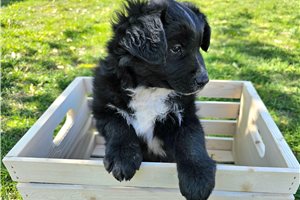 Magnolia - puppy for sale