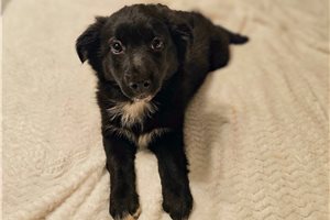 Morgana - puppy for sale