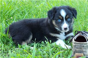 Elton - Australian Shepherd for sale