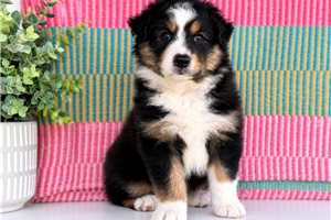 Travis - Australian Shepherd for sale