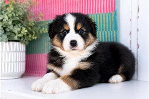 Wynonna - Australian Shepherd for sale