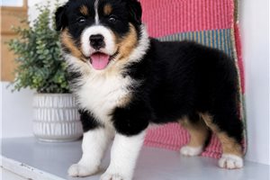 Hank - puppy for sale