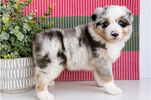Reba - Australian Shepherd for sale