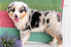Reba - Australian Shepherd for sale