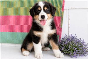 Wynonna - Australian Shepherd for sale
