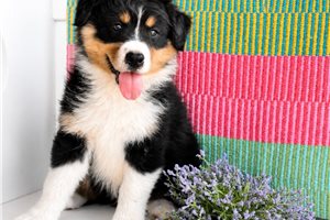 Hank - Australian Shepherd for sale