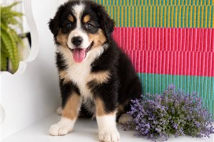 Travis - Australian Shepherd for sale