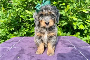 Serenity - Bernedoodle, Mini for sale