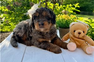 Serenity - Bernedoodle, Mini for sale