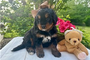Summer - puppy for sale