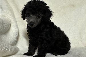 Max - Miniature Poodle for sale