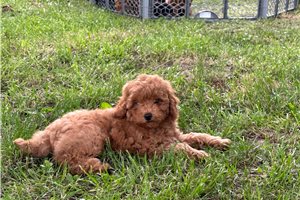 Molly - Poodle, Miniature for sale