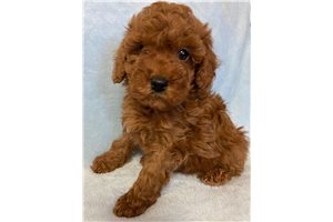 Hadrian - Miniature Poodle for sale