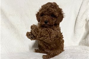 Sadie - Poodle, Miniature for sale