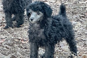 Turbo - puppy for sale