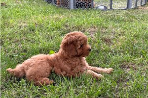 Theo - Poodle, Miniature for sale