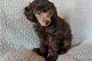 Marie - puppy for sale