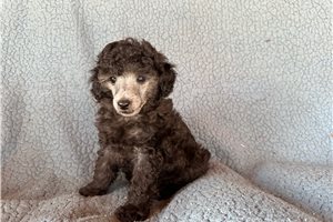 Phoebe - puppy for sale