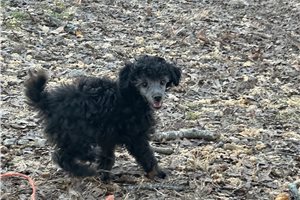 Charlie - puppy for sale