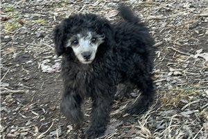 Twig - Miniature Poodle for sale