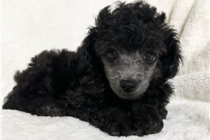 Tilly - puppy for sale