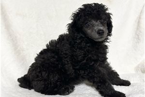 Winston - Poodle, Miniature for sale