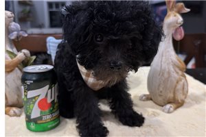 Charlie - Poodle, Toy for sale